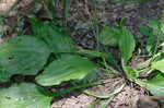 Broadleaf plantain